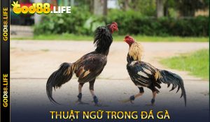 Thuật ngữ trong đá gà