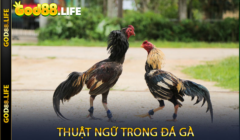 Thuật ngữ trong đá gà